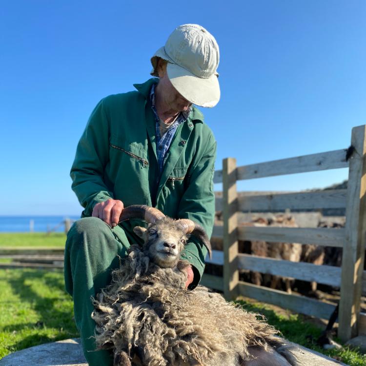 Simon shearing a sheep on Auskerry
