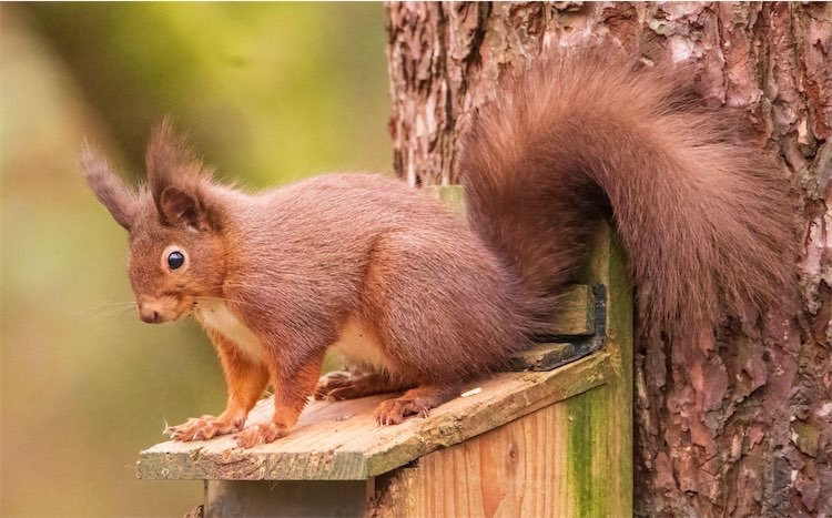 Red squirrel