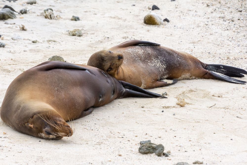 The Galapagos Marine Reserve (Alamy)