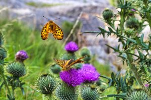 dark green fritillary butterflies feeding on a thistle at Arcow Quarry, Settle, North Yorkshire.