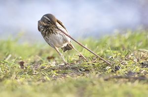 winning shot of a Redwing catching a worm at College Lake Nature Reserve, Tring, Buckinghamshire.