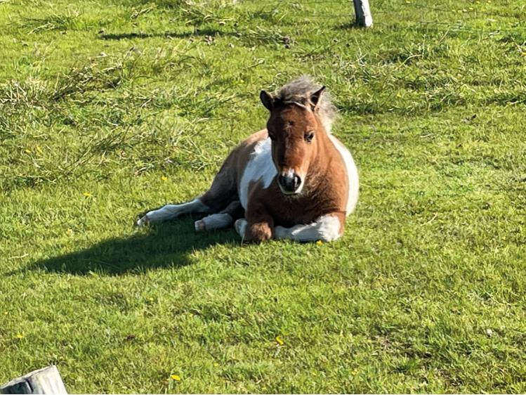 shetland pony