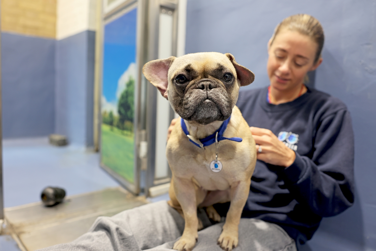 A French bulldog