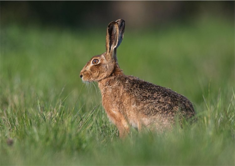 A wild brown hare in Sussex, England (Alamy)