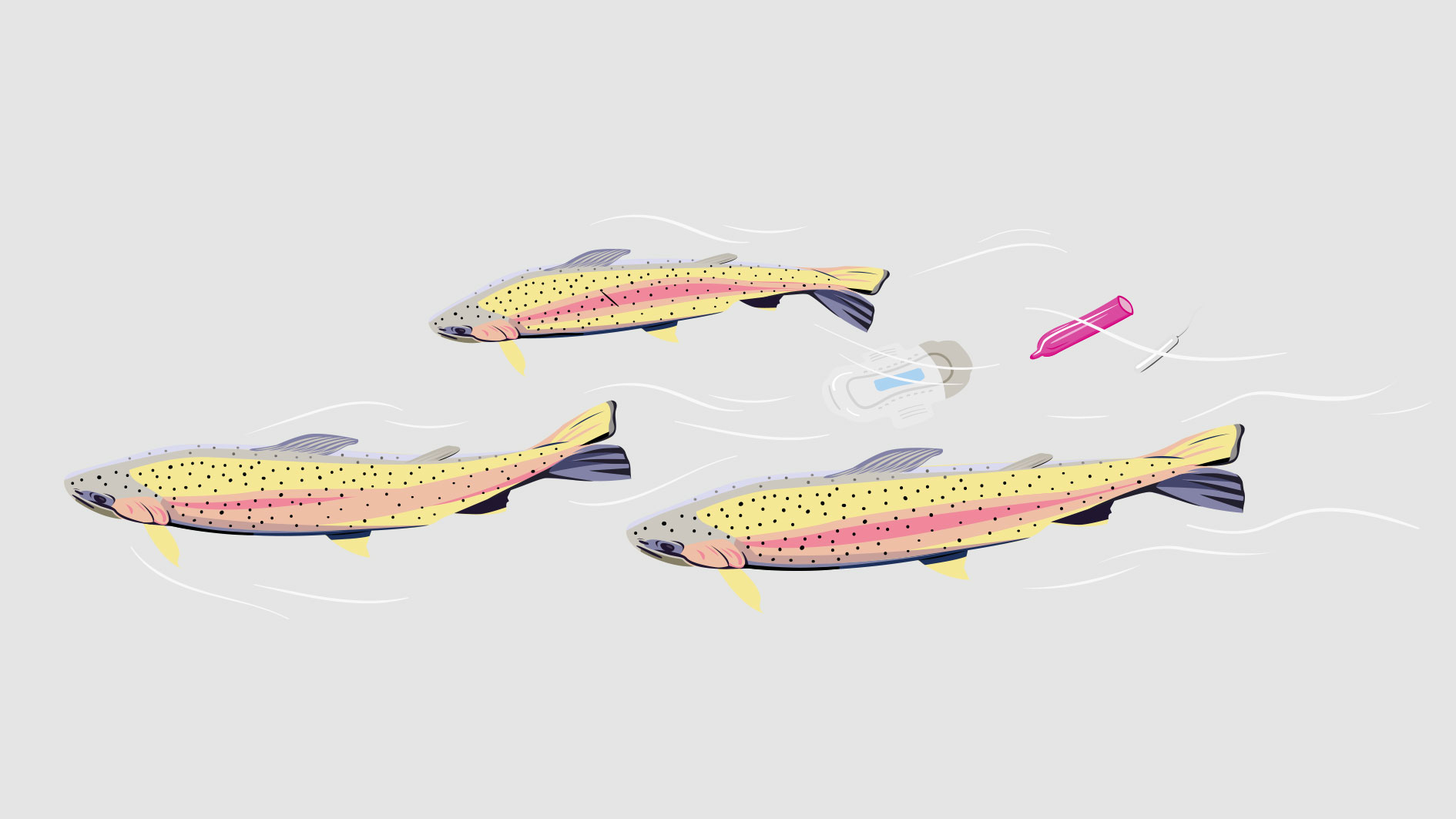 Fish illustration
